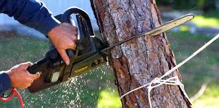 Reliable Clearlake Oaks, CA Tree Removal Solutions