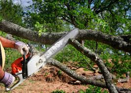 Best Fruit Tree Pruning  in Clearlake Oaks, CA