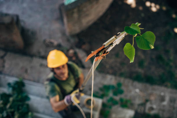 How Our Tree Care Process Works  in  Clearlake Oaks, CA