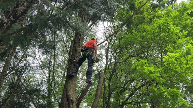 Leaf Removal in Clearlake Oaks, CA